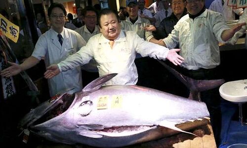 BMW और ऑडी जैसी कार से भी महंगी है यह मछली, कीमत जानकर हो जाएंगे हैरान