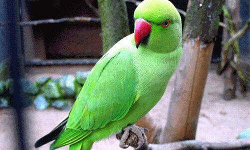 भाजपा के सहयोगी दल के मुखिया पूर्व सीएम बोले, जब कोई बोलने लगे, तो उसकी तरफ तोता उड़ा देते हैं मोदीजी!