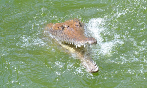 देखें VIDEO: यह शख्स गया था मछली पकड़ने तभी अचानक से आ गया मगरमच्छ, फिर...