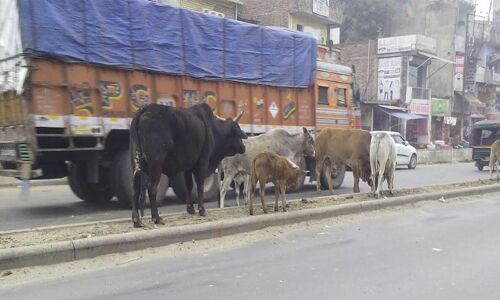 छुट्टा जानवरों के आतंक से जनपदवासी परेशान