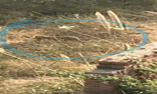 नोएडा के होटल ली ग्रांड के सामने दिखा यह अजीबोगरीब जानवर, मचा हडकम्प