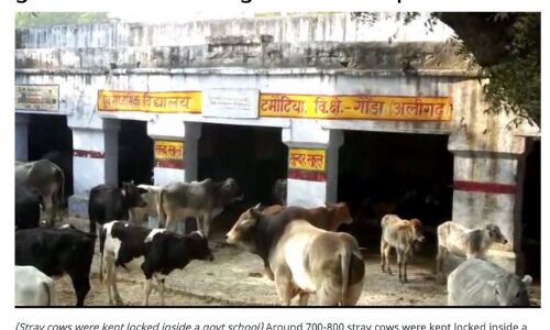 अखिलेश के ट्विट से मच जाएगा हडकम्प, गाय और मासूम पर किया सवाल