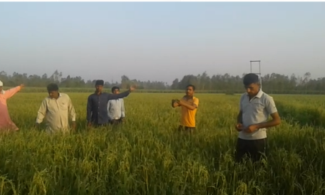 किसान हुआ बरबाद, धान की फसल में नहीं बना बाली में धान