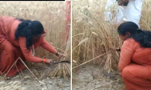 गेंहू काटने पहुंची बीजेपी सांसद साध्वी निरंजन ज्योति गेंहू काटने पहुंची बीजेपी सांसद साध्वी निरंजन ज्योति