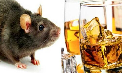 यूपी के बरेली में चूहों ने पीली 800 लीटर शराब, फिर मचाया थाने में हंगामा