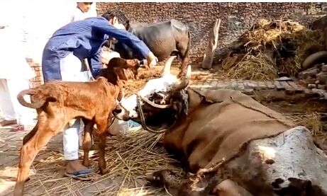 एक मुस्लिम परिवार कर रहा है पूरी शिद्दत से गाय की सेवा