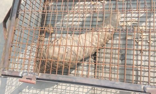 यूपी में किसान के घर निकला अजीबोगरीब सांप, देखने वालों की लगी भीड़,  देखें वीडियो