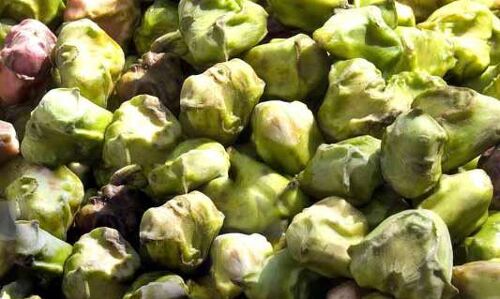 सिंघाड़ा खाकर भगा सकते है ये छह बीमारी, अस्थमा के रोगी जरुर पढ़ें सिंघाड़ा खाकर भगा सकते है ये छह बीमारी, अस्थमा के रोगी जरुर पढ़ें