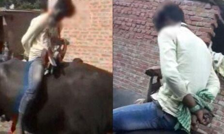 रामपुर में मासूम के साथ दुष्कर्म, आरोपी को भेंसा पर बिठाकर घुमाया , वीडियो वायरल , आरोपी गिरफ्तार