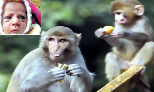 दर्दनाक : मां पिला रही थी 12 दिन के बच्चे को दूध, फिर बंदरों ने छीना और पटक कर मार डाला दर्दनाक : मां पिला रही थी 12 दिन के बच्चे को दूध, फिर बंदरों ने छीना और पटक कर मार डाला