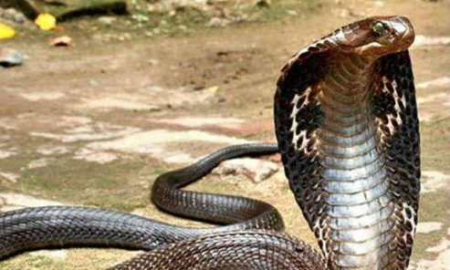 5 महीने की बच्ची को मां-बाप नाग देवता से दिला रहे थे आशीर्वाद, कोबरा ने काटा, हुई मौत