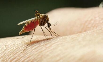 छत्तीसगढ़ में डेंगू का कहर जारी