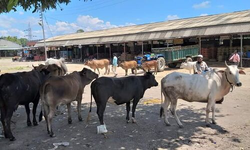 नजीबाबाद मंडी बनी गौशाला, बार-बार मना करने पर भी नहीं रुक रही है गाय व्यापारियों को नुकसान, कभी भी बिगड़ सकता है माहौल! नजीबाबाद मंडी बनी गौशाला, बार-बार मना करने पर भी नहीं रुक रही है गाय व्यापारियों को नुकसान, कभी भी बिगड़ सकता है माहौल!