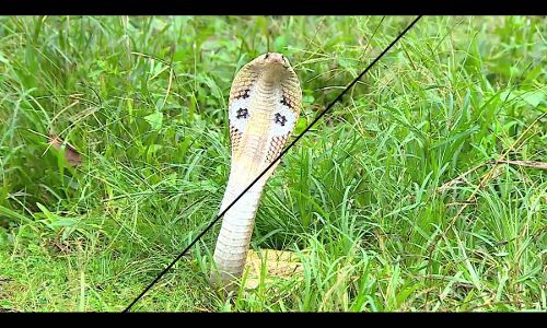 वीडियो : कोबरा और नेवले की लड़ाई ,कौन बचेगा ? वीडियो : कोबरा और नेवले की लड़ाई ,कौन बचेगा ?