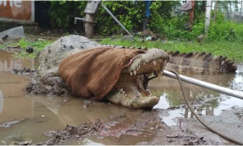 वडोदरा में 11 फीट लंबा मगरमच्छ अचानक आया सामने, मचा हड़कंप वडोदरा में 11 फीट लंबा मगरमच्छ अचानक आया सामने, मचा हड़कंप