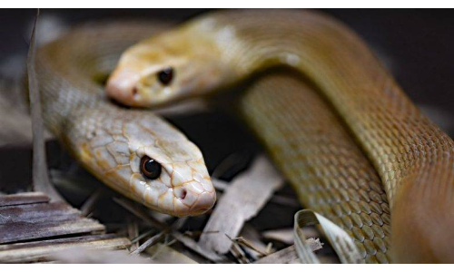 सांपों के साथ लाइव परफॉर्म कर रही एक्ट्रेस को सांप ने डसा, हुई मौत