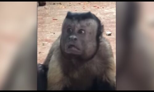 VIDEO: क्या आपने देखा इंसान के चेहरे वाला बंदर, जिसने भी देखा वो रह गया हैरान VIDEO: क्या आपने देखा इंसान के चेहरे वाला बंदर, जिसने भी देखा वो रह गया हैरान