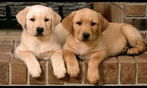 एक ऐसा अनोखा गावं जहां का हरेक कुत्ता है करोड़ों का मालिक