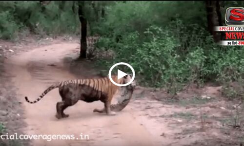 देखिए वीडियो: जब बाघिन और तेंदुए के बीच छिड़ी जंग, फिर...