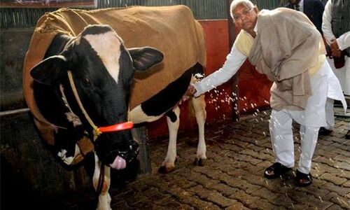 मोदी जी समझ गए हैं कि गाय दूध देती है वोट नहीं : लालू प्रसाद यादव