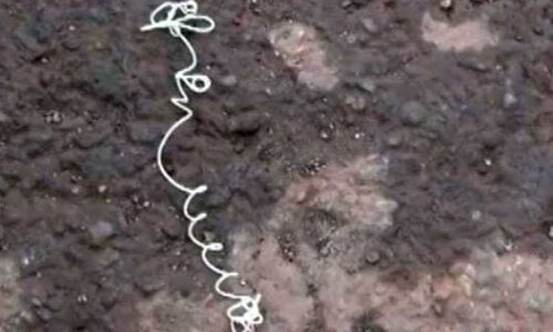 यह न ही नूडल है और न ही तार, देखकर है हर कोई हैरान, जानें आखिर क्या है इसका राज...