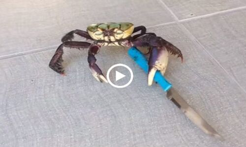 VIDEO: इस केकड़े ने चाकू हाथ में लेकर ली इंसान से टक्कर