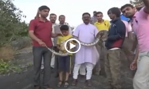 VIDEO: इस युवक को कैसे अजगर के साथ सेल्फी लेना पड़ा महंगा!