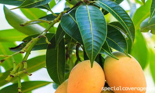 पढ़ें आम खाने के गुणकारी फायदे, स्वाद के साथ कैंसर से लड़ने में करता है मदद