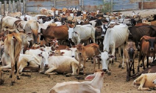 बीजेपी सरकार में कीचड़ और दलदल में फंसकर 500 गायों की मौत