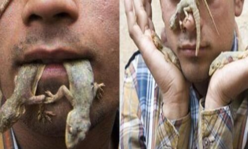 OMG! रोज छिपकली खाता है ये शख्स, वजह जानकर चौंक जाएंगे