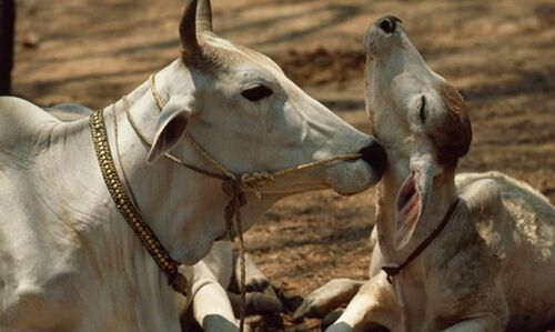 गाय की क़ुरबानी नही करेगा मुसलमान