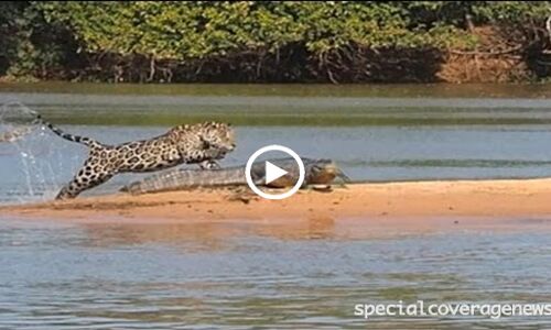 वीडियो: पानी में तैरकर तेंदुए ने की मगरमच्छ से जंग, देखिए क्या हुआ फिर...