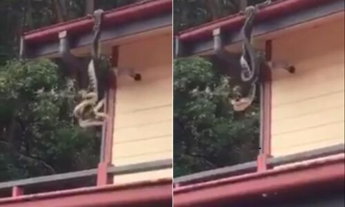 देखें वीडियो कैमरे में कैद हुए घर की छत से लटक कर लड़ते हुए दो अजगर, फिर...