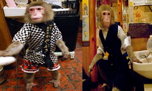 गजब! अनोखा है यह रेस्टोरेंट, जहां बंदर करते हैं वेटर का काम