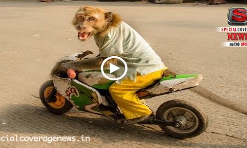 Viral Video: देखिए स्पोर्ट बाइक चलाता हुआ अनोखा बंदर
