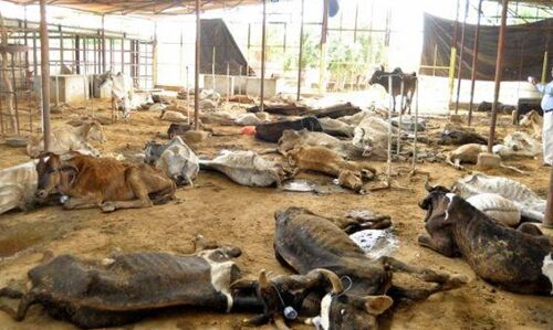 भोली गाय माता तेरा भक्तो से नहीं वोट से है नाता