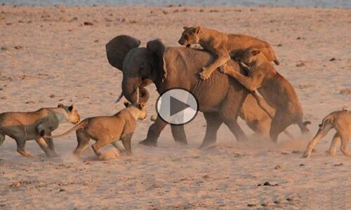 देखिए वीडियो, जब 14 शेरों ने किया नन्हें हाथी पर एक साथ हमला, फिर...