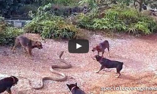 Video: रौंगटे खड़े करने वाली सांप-कुत्तों की ऐसी लड़ाई आपने नहीं देखी होगी