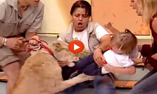 देखें Video: LIVE टीवी शो के दौरान शेर ने किया बच्ची पर हमला, फिर...
