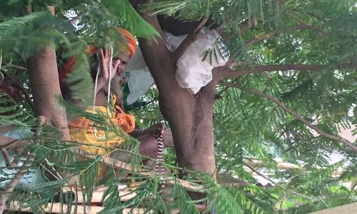 गंगा की लहरों से घिरे पेड़ पर पिछले 6 दिनों से चढ़े बाबा,न उतरने की जिद