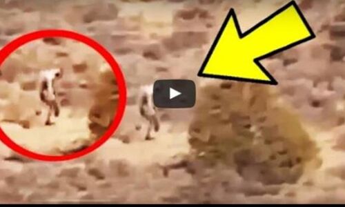 देखें, VIDEO में कैद हुआ इंसान जैसा दिखने वाला एक डरावना जीव