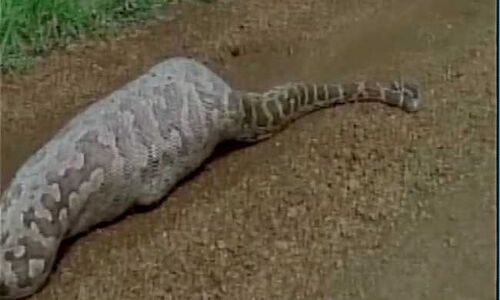 जब अजगर निगल गया समूचा नीलगाय, जाने उसके आगे