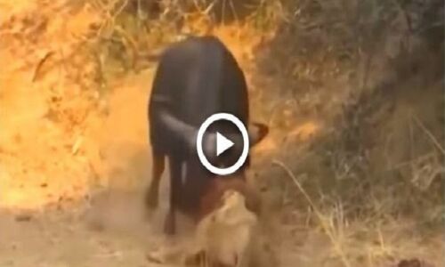Video: देखिए जंगल का राजा शेर कैसे एक भैंस के आगे हुआ ढेर