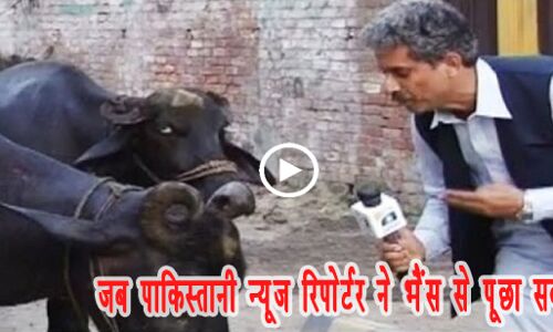 वीडियो: क्या आपने देखा जब पाकिस्‍तानी न्‍यूज चैनल के रिपोर्टर ने भैंस से पूछा सवाल