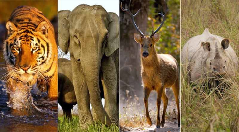 वन्य जीवों को बचाने की चुनौती वन्य जीवों को बचाने की चुनौती