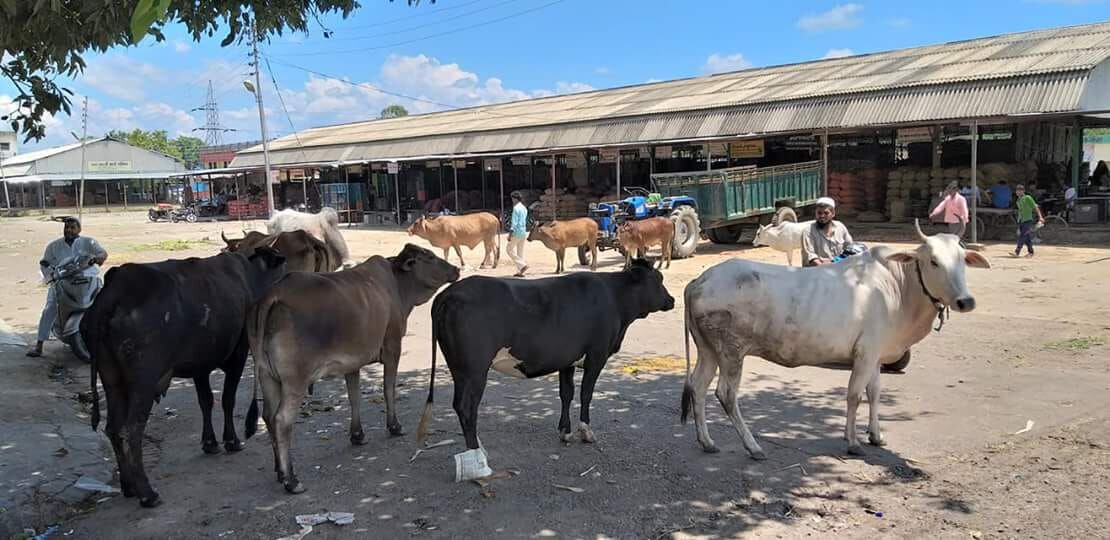 नजीबाबाद मंडी बनी गौशाला, बार-बार मना करने पर भी नहीं रुक रही है गाय व्यापारियों को नुकसान, कभी भी बिगड़ सकता है माहौल!