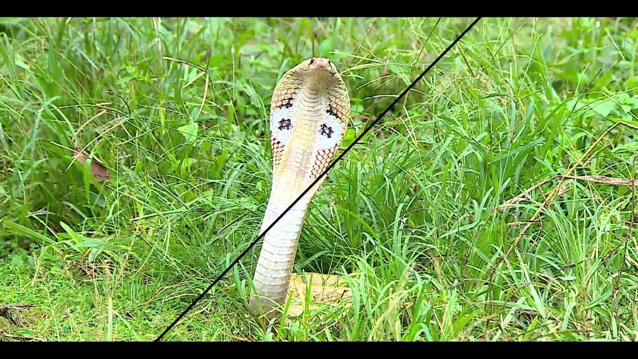 वीडियो : कोबरा और नेवले की लड़ाई ,कौन बचेगा ?