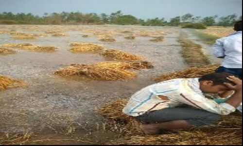 बेमौसम बरसात से किसान फिर बरबाद, पहले आलू अब गेंहूँ लुटा बेमौसम बरसात से किसान फिर बरबाद, पहले आलू अब गेंहूँ लुटा