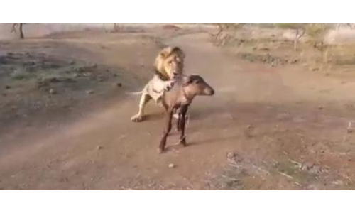 जब शेर के सामने रखा जिंदा शिकार, वीडियो हुआ वायरल