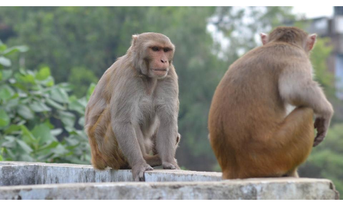 यूपी में बंदरों ने फेंका सुतली बम, मासूम समेत 3 घायल यूपी में बंदरों ने फेंका सुतली बम, मासूम समेत 3 घायल
